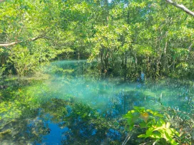 Forested area with fog over the water. Exponent provides natural resource damage assessments.