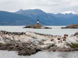 Wildlife on a small island in the Beagle channel